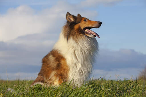 Een mooie collie, hoog zittend, pronkend met zijn mooie, lange neus