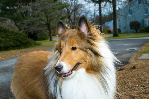 Een close up van de mooie scherpe oren en de mooie zachte vacht van een collie