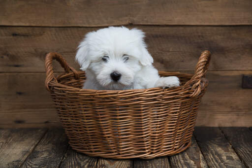 Een mooie jonge coton de tulear in een mand