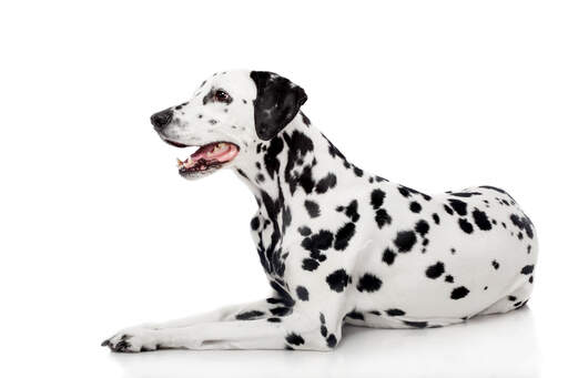 Een volwassen dalmatiër met een zeer typisch vlekkenpatroon