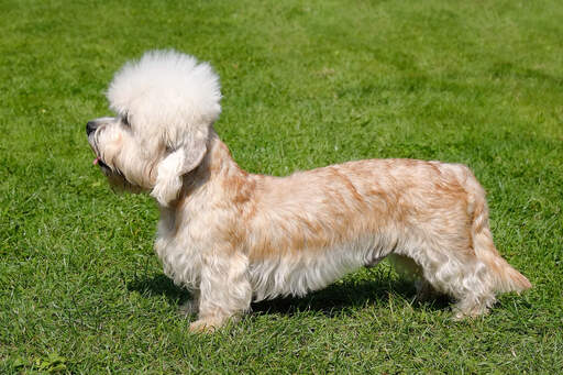 Een mooie, kleine dandie dinmont terriër pronken met zijn lange lichaam