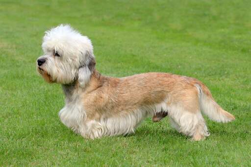 Een gezonde mannelijke dandie dinmont terriër met een mooie lange, zachte vacht