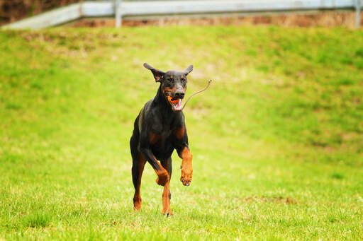 Een doberman pinscher die over het gras spurt