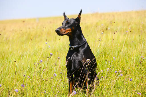 Een doberman pinscher die heel hoog zit en zijn ongelooflijke donkere vacht laat zien