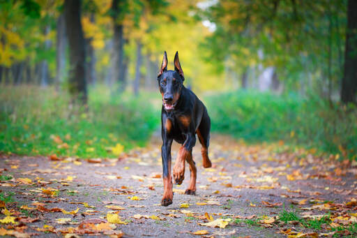 Een gezonde, volwassen doberman pinscher die naar zijn baasje toe spurt