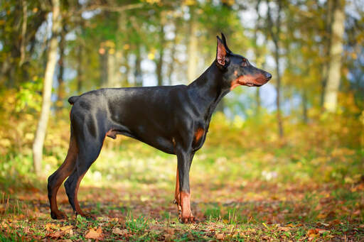 Een mannelijke doberman pinscher die pronkt met zijn stoppelige staart en gespierd lichaam