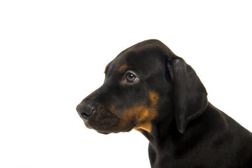 De flaporen van een jonge doberman pinscher puppy