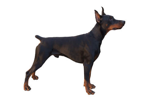 Een jonge dobermann pinscher pronkt met zijn lange poten en stompe staart