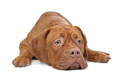 De mooie ogen van een jonge dogue de bordeaux