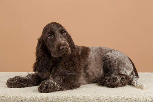 Een prachtige chocolate coated engelse cocker spaniel die ligt