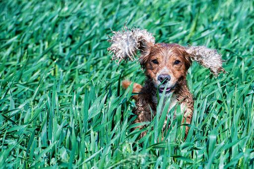 Een engelse cocker spaniel die door het hoge gras huppelt