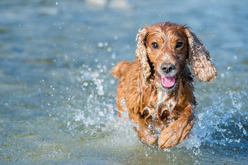 Een engelse cocker spaniel genietend van wat beweging in het water