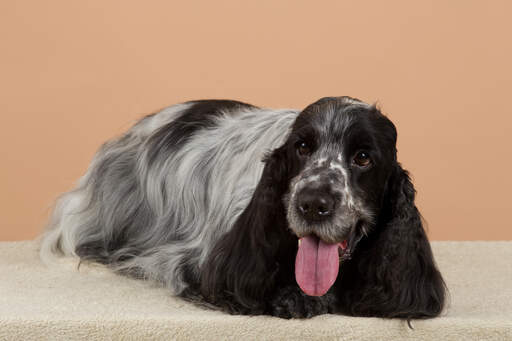 Een engelse cocker spaniel met een mooie, lange, zwart-witte vacht