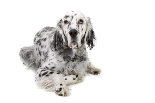 Een volwassen engelse setter met een mooie, dikke, zwart-witte vacht