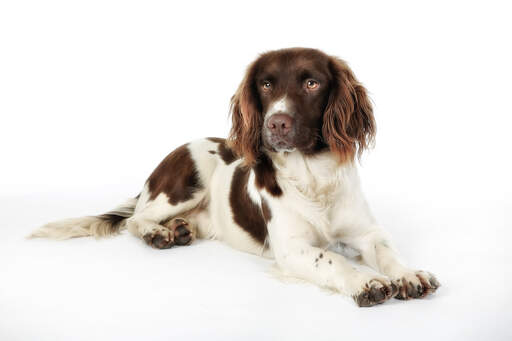 Een mooie engelse springer spaniel puppy met een zeer zachte vacht