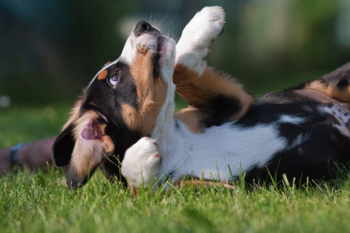 Een mooie kleine entlebucher berghond puppy