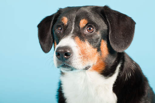 Een close up van de mooie korte vacht van een entlebucher berghond