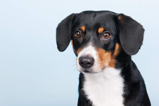 Een close up van de ongelooflijke kraalogen van een jonge entlebucher berghond