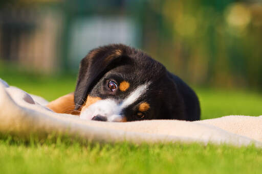 Een prachtige kleine entlebucher berghond puppy liggend op het gras