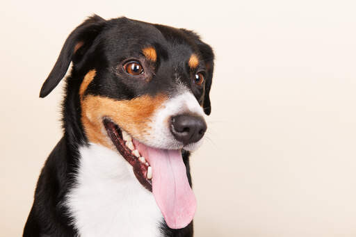 Een volwassen entlebucher berghond wachtend op wat aandacht