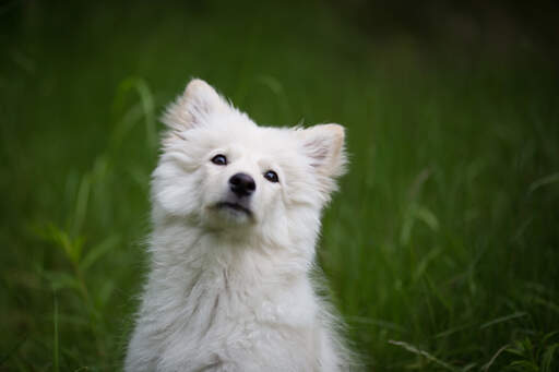 Een mooie finse lapphund met een dikke zachte witte vacht