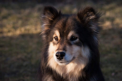 Een close up van de mooie korte neus en zachte vacht van een finse lapphund