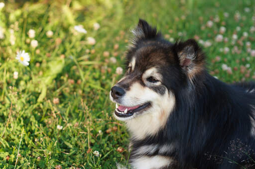 Een close up van de spitse oren van een finse lapphund