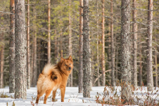 Een finse keeshond die pronkt met zijn ongelooflijke staart