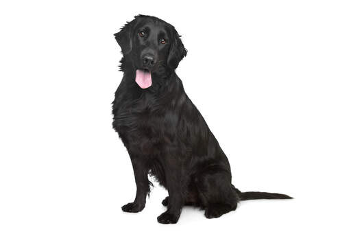 Een mooie zwarte flat coated retriever met een mooie dikke vacht