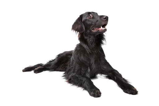 Een gezonde, jonge flat coated retriever met een mooie lange vacht