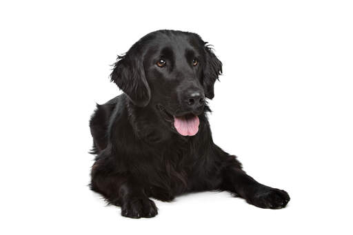 Een jonge volwassen flat coated retriever met een dikke, zachte vacht