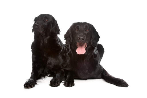 Twee zeer comfortabele flat coated retrievers genieten van de vloer