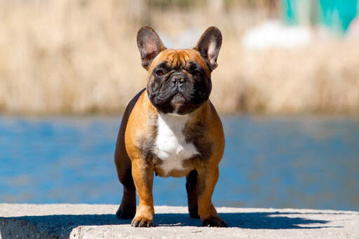 Een gezonde volwassen franse bulldog met een kort, gedrongen lichaam en rechtopstaande oren