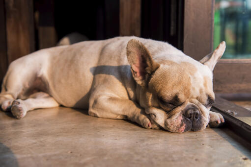 Een lieve, kleine franse bulldog die wat rust krijgt