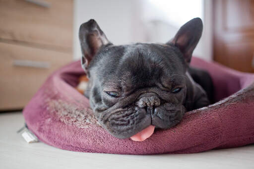 Een zeer vermoeide franse bulldog die wat verdiende rust krijgt in zijn bed