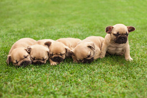 Vijf prachtige kleine franse bulldog puppies liggen samen op het gras