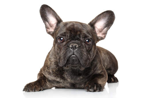 Het lieve, opgekropte gezicht en de grote, scherpe oren van een jonge franse bulldog