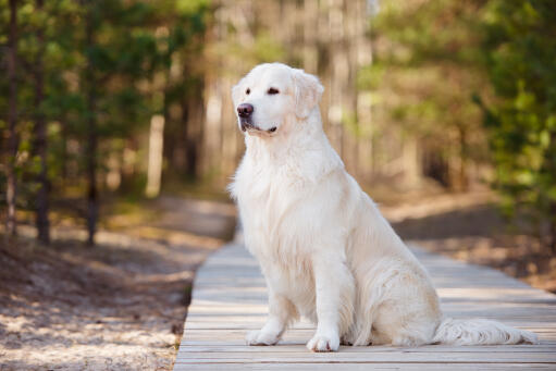 Een mooie Golden retriever, netjes zittend, pronkend met zijn mooie vacht