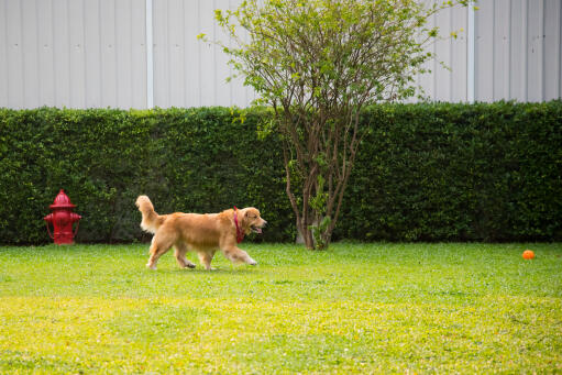 Een gezonde volwassen Golden retriever speelt met zijn bal in de tuin