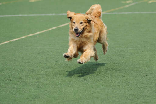 Een prachtige volwassen Golden retriever rent op volle snelheid