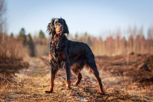 Een Gordon setter die zijn ongelooflijke lichaamsbouw laat zien