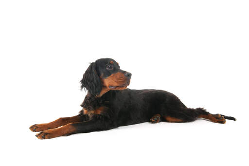 Een mooie jonge Gordon setter puppy die zijn achterpoten spreidt