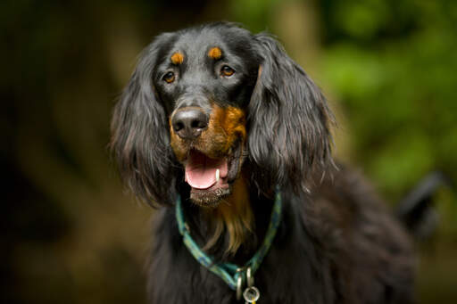 Een close up van de mooie lange oren van een Gordon setter