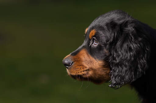 Een close up van de mooie ogen en zachte oren van een Gordon setter puppy