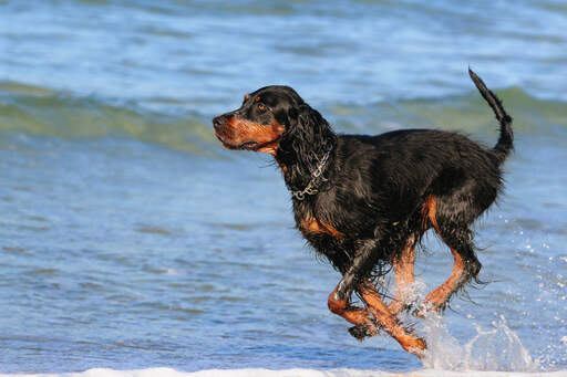 Een mooie volwassen Gordon setter die door het water spurt