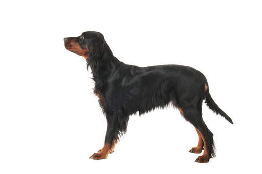 Een jonge Gordon setter puppy's mooie lange, lange lichaam