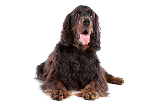 Een volwassen Gordon setter met een lange dikke vacht en flaporen