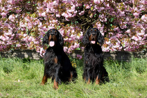 Twee mooie volwassen Gordon setters zitten geduldig samen