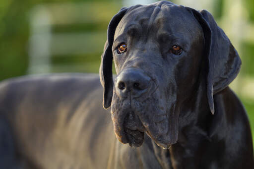 Een close up van de mooie, dikke, zwarte vacht van een duitse dog