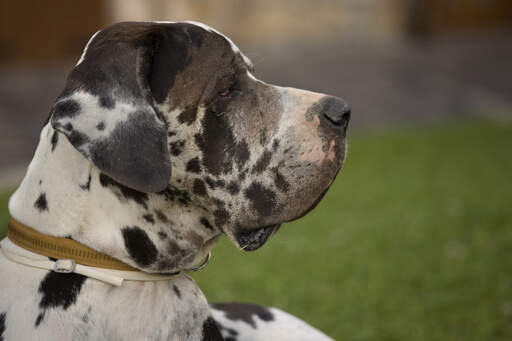 Een close up van het mooie mannelijke gezicht van een gevlekte deense dog